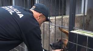 Heróis de quatro patas: Cães do Denarc ajudam a combater o crime no RS