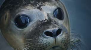 Aparência que engana: animais 'fofos', mas perigosos