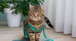 7 riscos da obesidade para cães e gatos