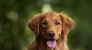 As raças de cachorros mais inteligentes; descubra quais são