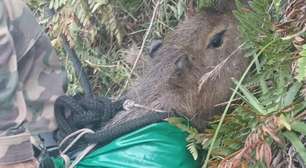Vídeo: Capivara presa em penhasco de 50 metros é resgatada em SC