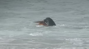 Leão marinho rouba a cena ao atacar polvo durante etapa do Circuito Mundial de Surfe