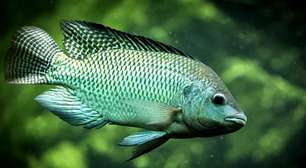 Sugestões para incorporar o peixe à refeição; veja