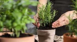 Plantas no inverno: 5 dicas essenciais para cuidar do seu jardim
