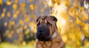 7 animais mais propensos a problemas oculares