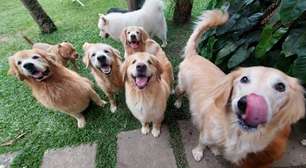 Pesquisa mostra que cães ajudam as pessoas a regular o estresse mais do que o esperado