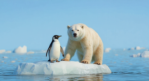 Por que os pinguins não vivem nem visitam o Hemisfério Norte?