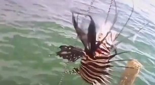 Peixe-leão é encontrado no mar da Bahia; espécie é venenosa e invasora