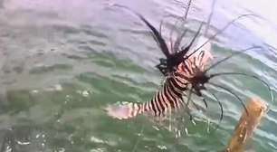 Peixe invasor é identificado pela 1ª vez em praia turística do Nordeste; entenda qual é risco
