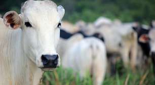 Exportação de carne brasileira para os EUA despenca 80% em três meses