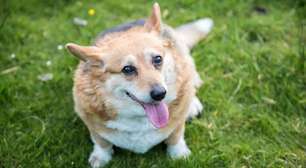 Obesidade em pets: como evitar o sobrepeso em cães e gatos