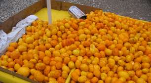 Frutas do Brasil que nem todos conhecem