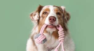 10 nomes para cachorros com muita energia