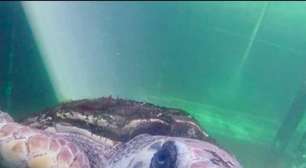 Por que tartaruga que viveu 40 anos em cativeiro tem transmissor no casco e é vigiada por satélite