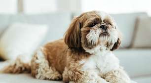 10 raças de cachorros ideais para quem mora em apartamento