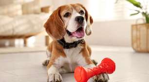 Pets idosos: confira brincadeiras para manter seu animal ativo