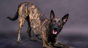 4 características do cachorro da raça pastor holandês