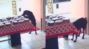 Cachorro aproveita distração de funcionárias e 'furta' bolo de loja na Bahia