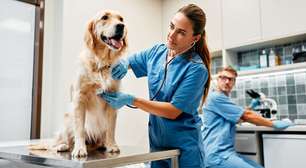 Quando seus pets devem ir ao veterinário? Especialista conta
