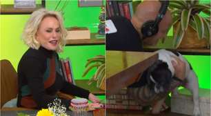Cachorrinha de Ana Maria Braga derruba cenário do 'Mais Você' e é 'resgatada' pela produção