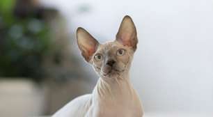 6 raças de gato sem pelo
