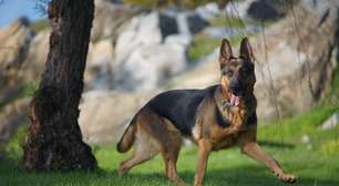 5 raças ideias para cães de guarda; conheça