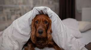 Pets também ficam resfriados: saiba como cuidar do seu animal de estimação no frio