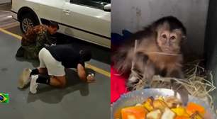 RJ: macaquinha é resgatada debaixo de carro na região do Jardim Botânico