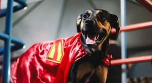 Bahia entra em campo com cães disponíveis para adoção em ação inspirada no "Superman"