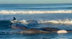 Baleias são vistas encalhadas na costa do Japão horas após terremoto