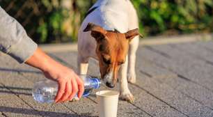 10 dicas para ajudar animais de rua