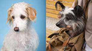 Dia do Vira-Lata: o que é cachorro 'fiapo de manga'?