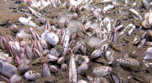 Pesquisadores encontram vida florescente a 9km de profundidade no Oceano Pacífico