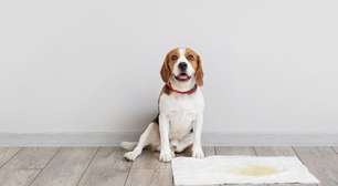 Como tirar o cheiro de xixi de cachorro da casa?