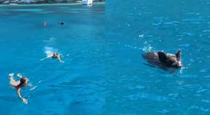 Turistas são perseguidas por javali em mar na Grécia