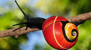 Os caramujos ameaçados de extinção por serem bonitos demais