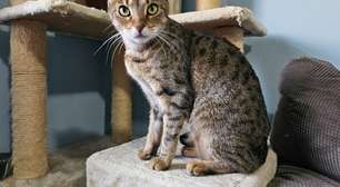 4 características do gato da raça highlander