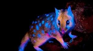 Marsupial 'fluorescente' é flagrado em floresta na Tasmânia; veja fotos