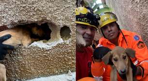 Cachorrinho é resgatado após passar dois dias preso entre muros em Minas Gerais