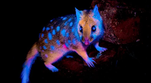 Marsupial que 'brilha' no escuro é fotografado pela primeira vez em floresta na Tasmânia