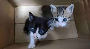 Os assustadores grupos online de tortura de gatos desvendados pela BBC