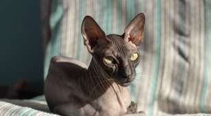 7 cuidados importantes com gatos sem pelos