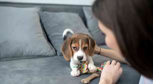 Cães aprenderam a sintonizar com as vozes e rostos humanos