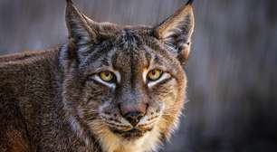O zoológico europeu que pede animais de estimação para alimentar leões e tigres