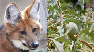 Fruta preferida do lobo-guará é citada em estudo da USP como eficaz contra doença grave