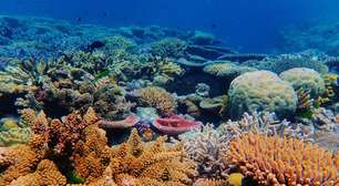 Baleia azul perde o título de maior animal marinho e o novo maioral dos mares não é tão óbvio quanto parece