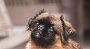 9 raças de cachorro com o focinho curto