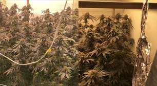 Flagrado fumando maconha, homem leva PMs a estufa caseira e alega vender drogas para pagar cirurgia; esposa é presa