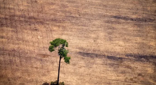 PL ambiental: entenda os vetos de Lula e a negociação com o Congresso