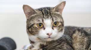 Dia internacional do gato: por que o felino não gosta de água?